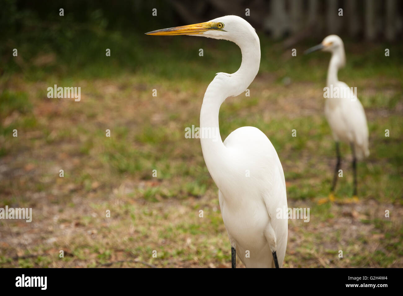 A Great Egret (a.k.a. Great White Heron) and a smaller Snowy Egret on
