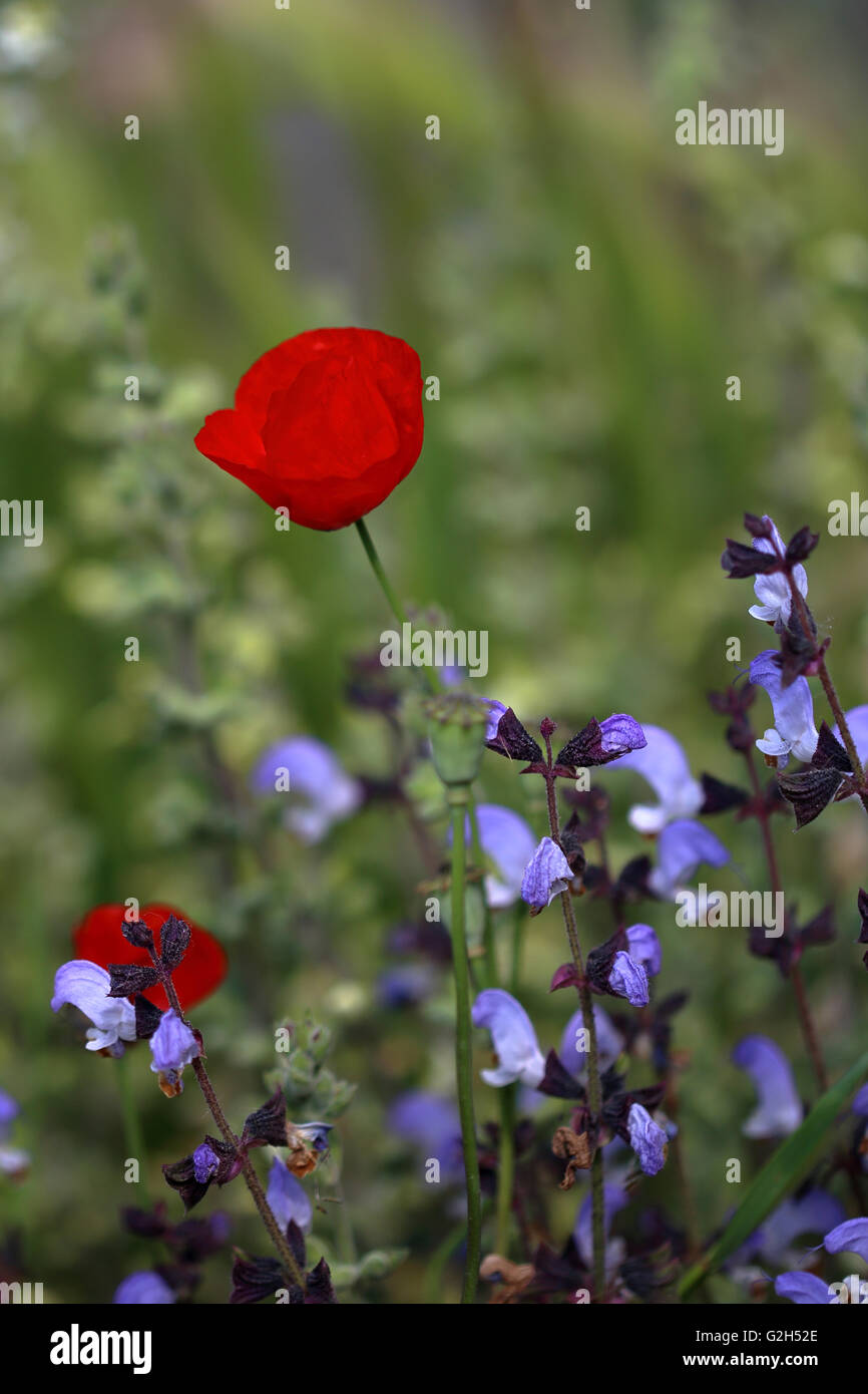 Poppy amongst the Salvia Stock Photo