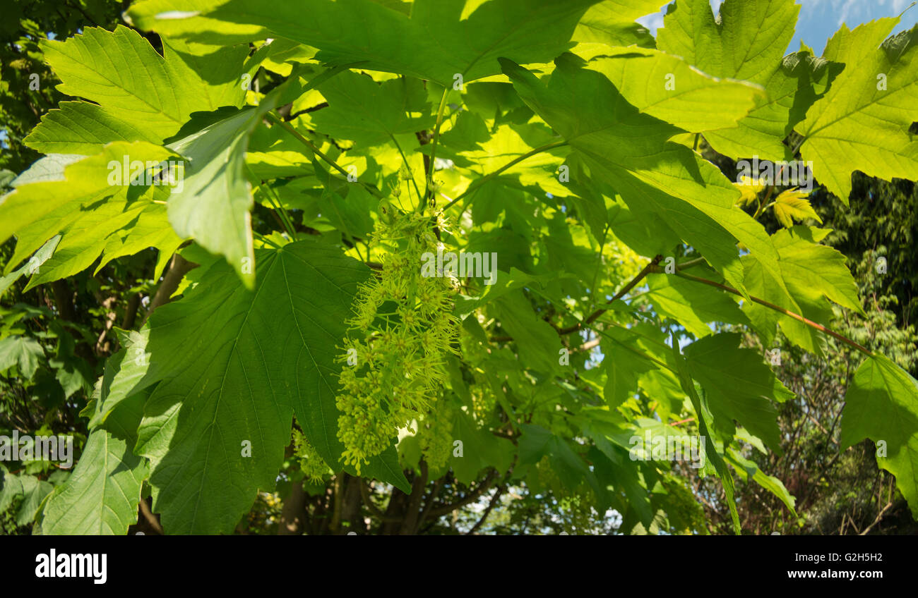 inflorescence of wild sycamore tree blossom long hanging raceme in spring to turn into helicopter seeds Stock Photo