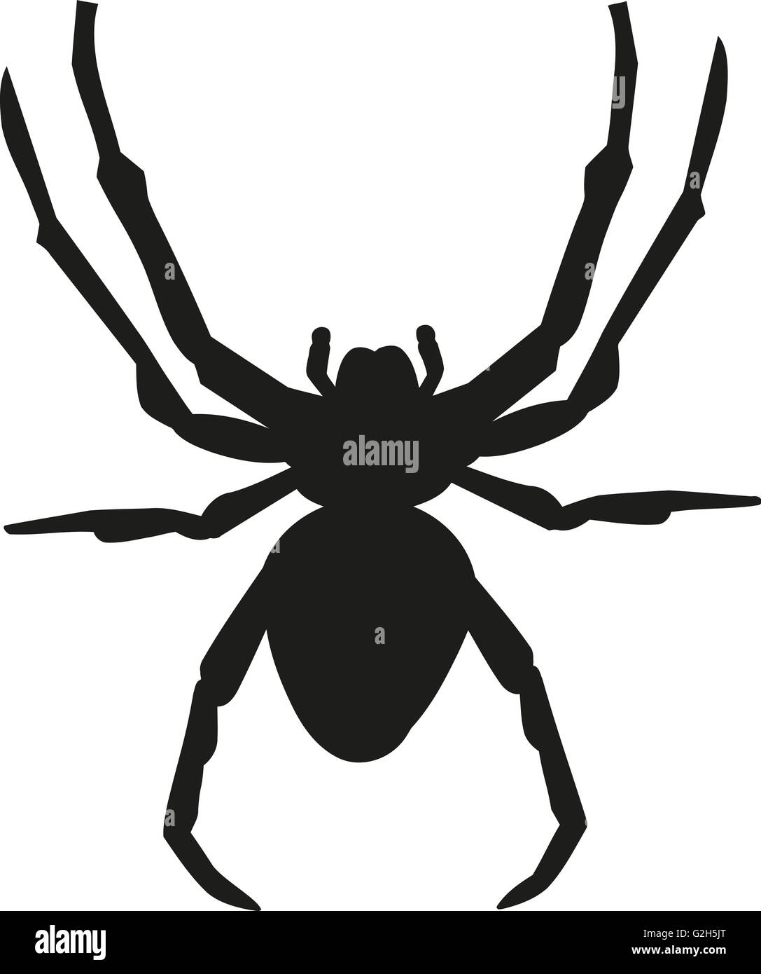 Spider silhouette with details Stock Photo - Alamy