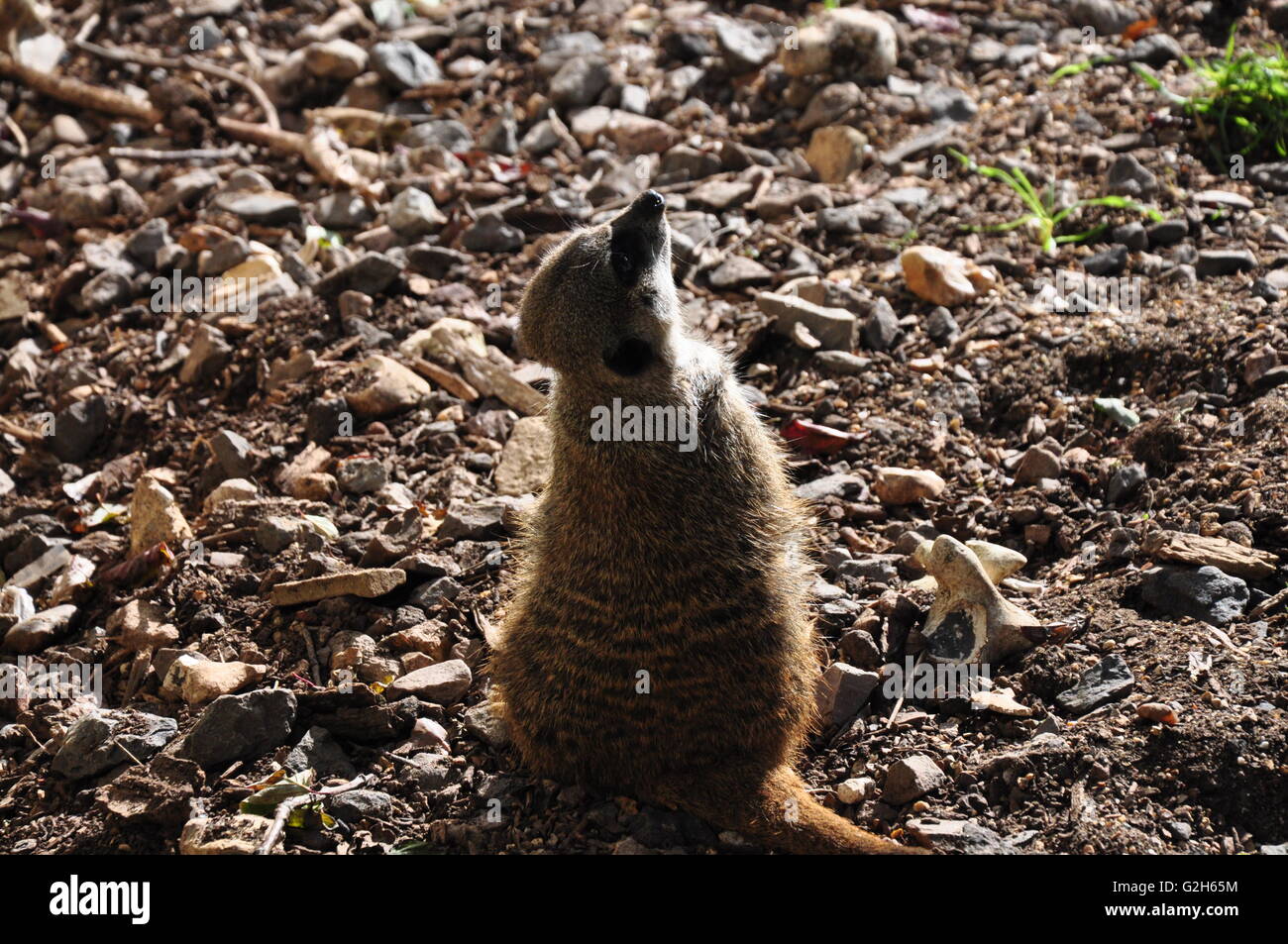 Meerkat in the sun. Stock Photo
