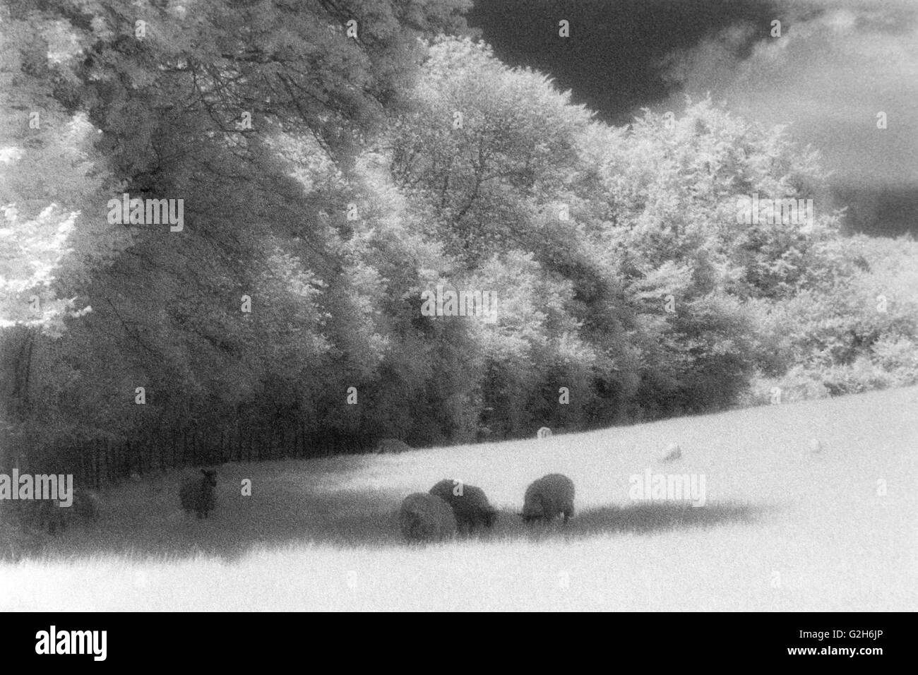 sheep grazing in a farm field infra red special effect film england uk Stock Photo
