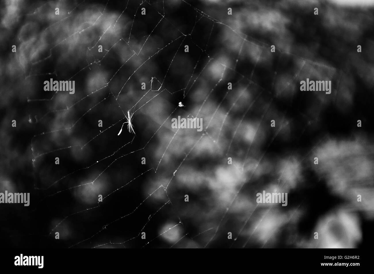 Little dandelion on cobweb in black and white photo Stock Photo