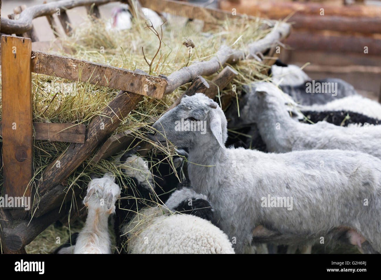 domestic animals sheep and goats eat hay Stock Photo Alamy