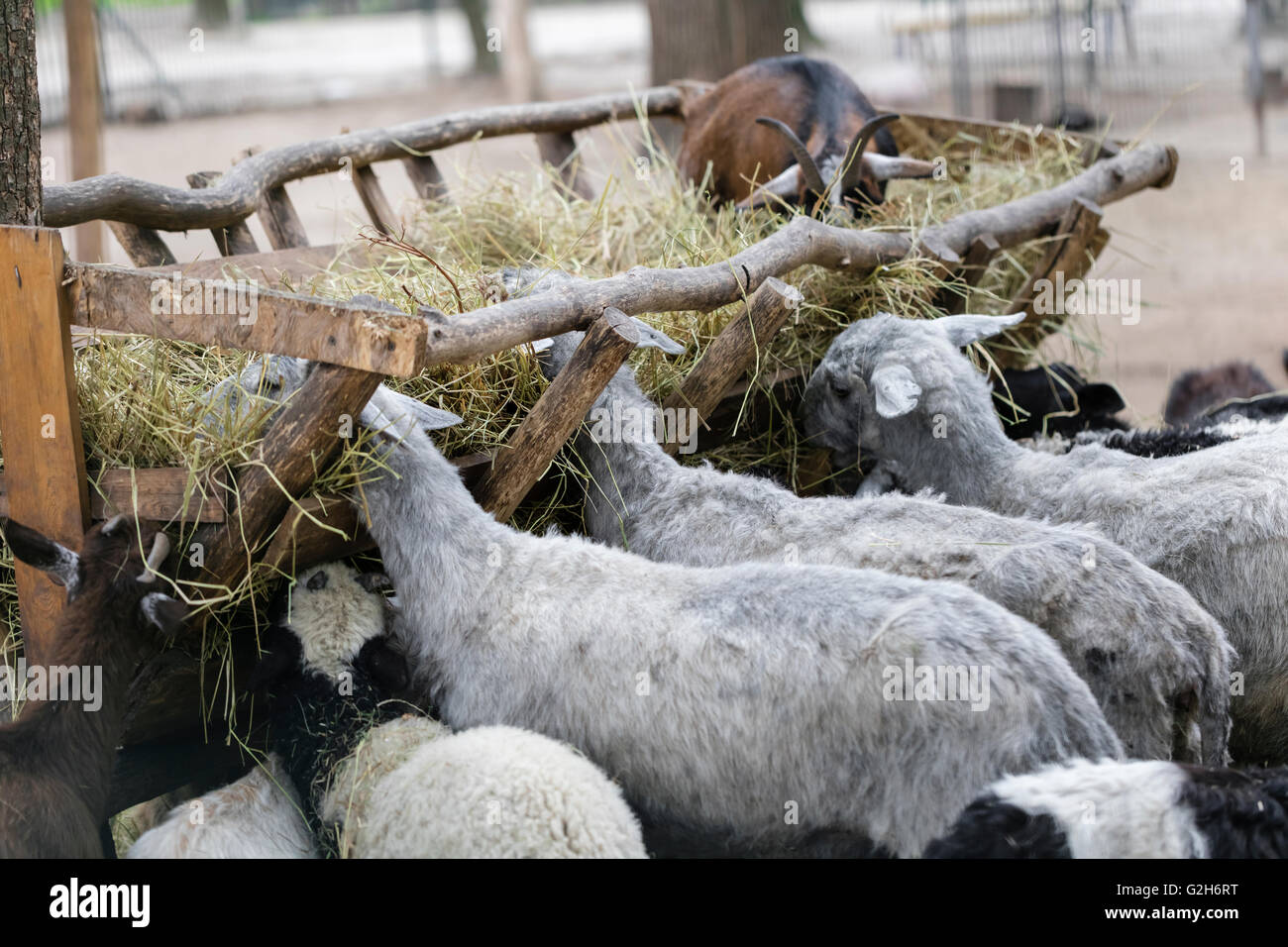 domestic animals sheep and goats eat hay Stock Photo Alamy