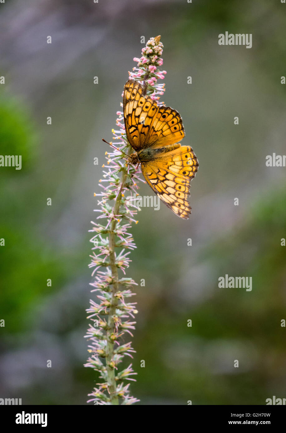 A Variegated Fritillary butterfly (Euptoieta claudia) feeding on wild flower. Texas Hill Country, USA. Stock Photo