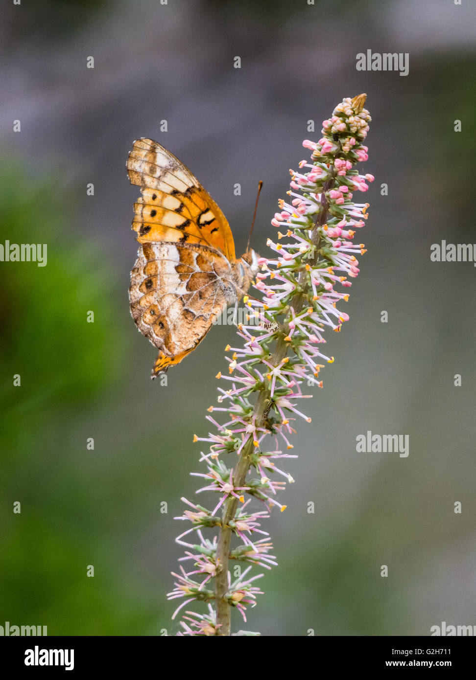 A Variegated Fritillary butterfly (Euptoieta claudia) feeding on wild flower. Texas Hill Country, USA. Stock Photo