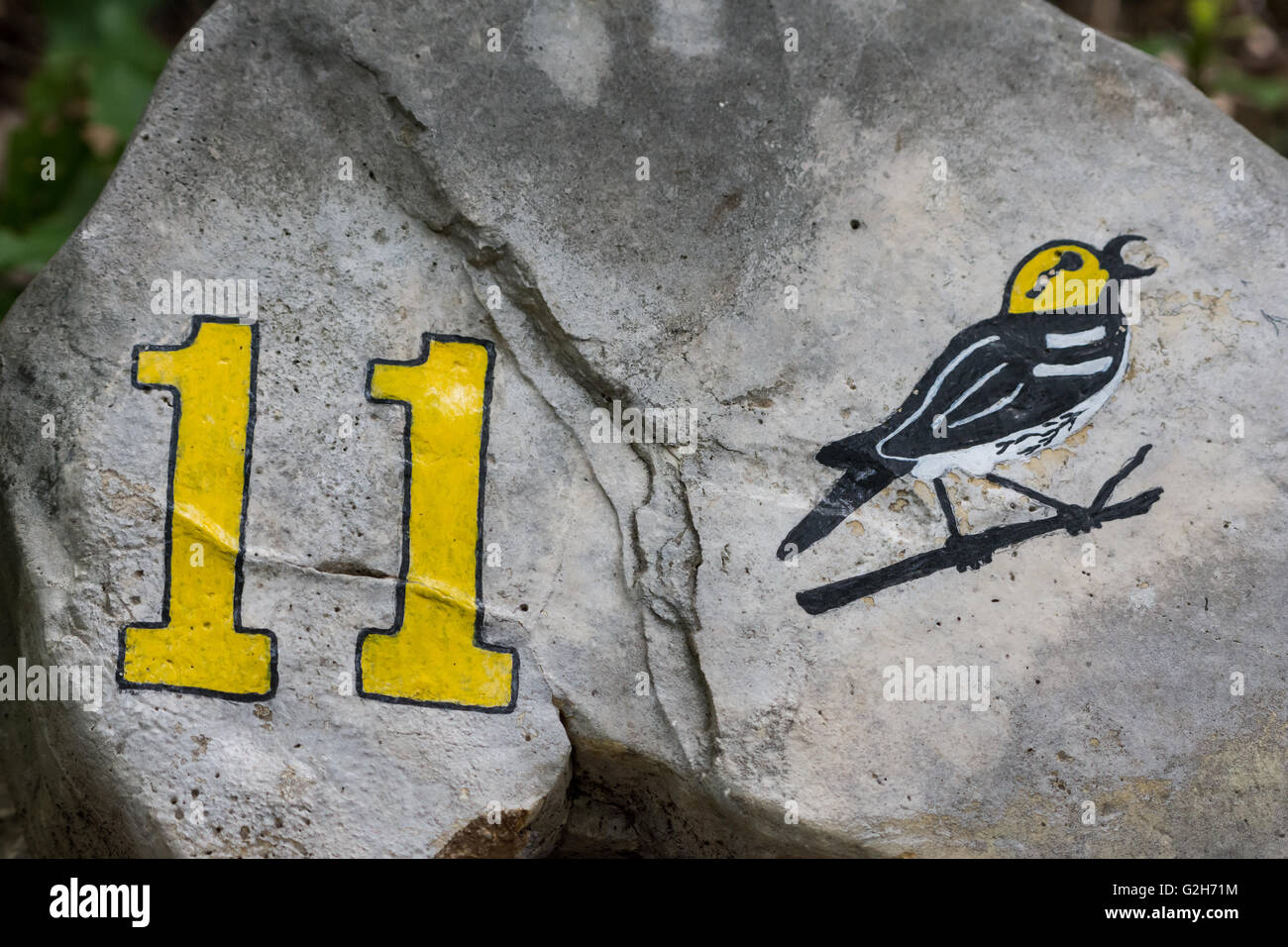 Endangered Golden-cheeked Warbler sign painted on a piece of limestone slab. Balcones National Wildlife Refuge, Austin, Texas. Stock Photo