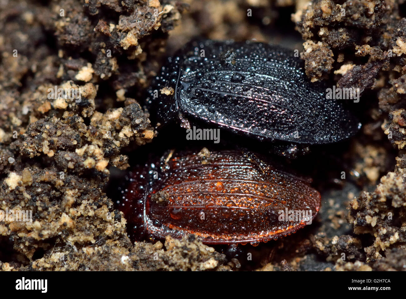 Black snail beetle (Silpha atrata) colour forms. Insects in the family
