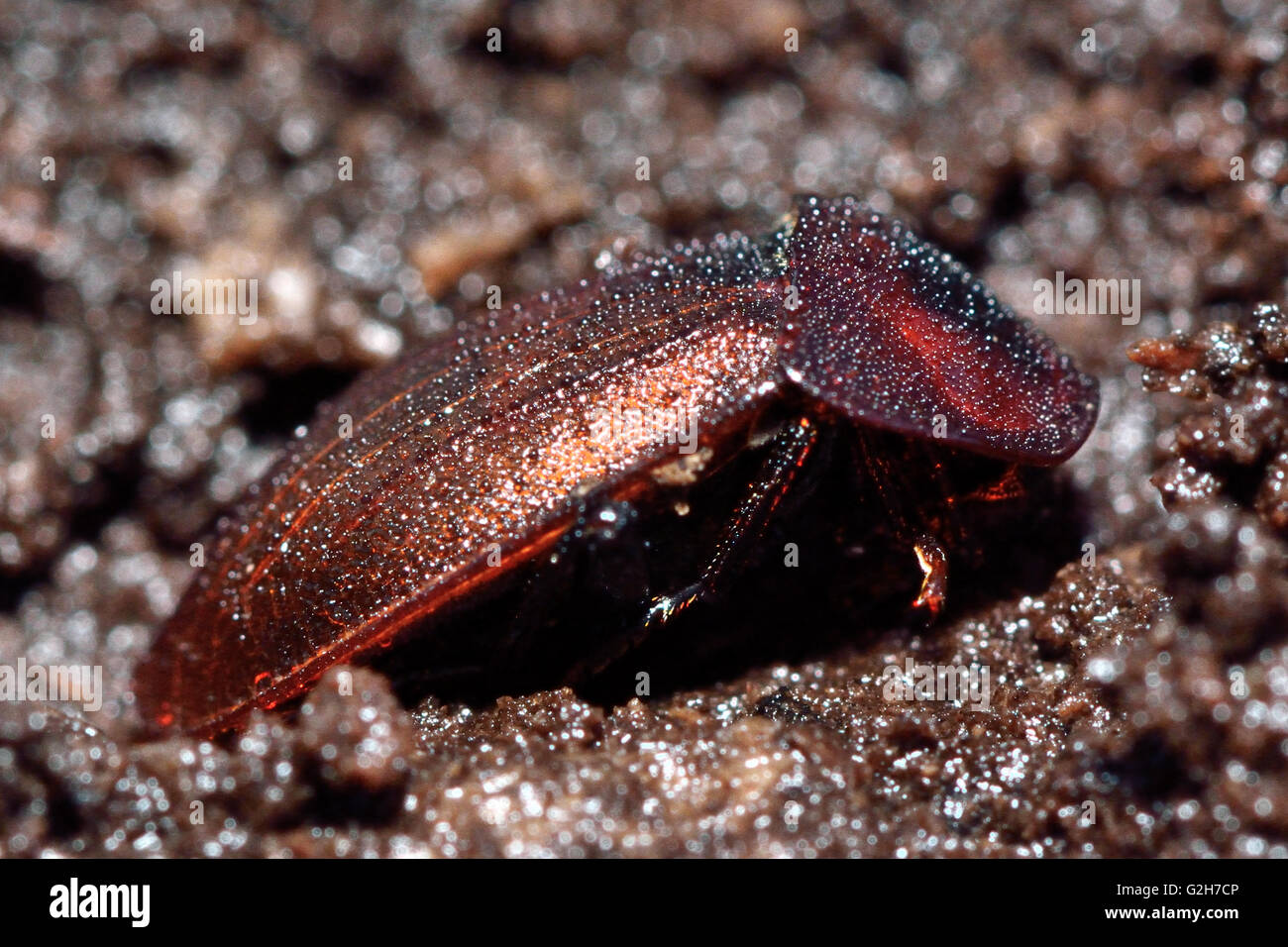 Black snail beetle (Silpha atrata) brown form in profile. Insect in the