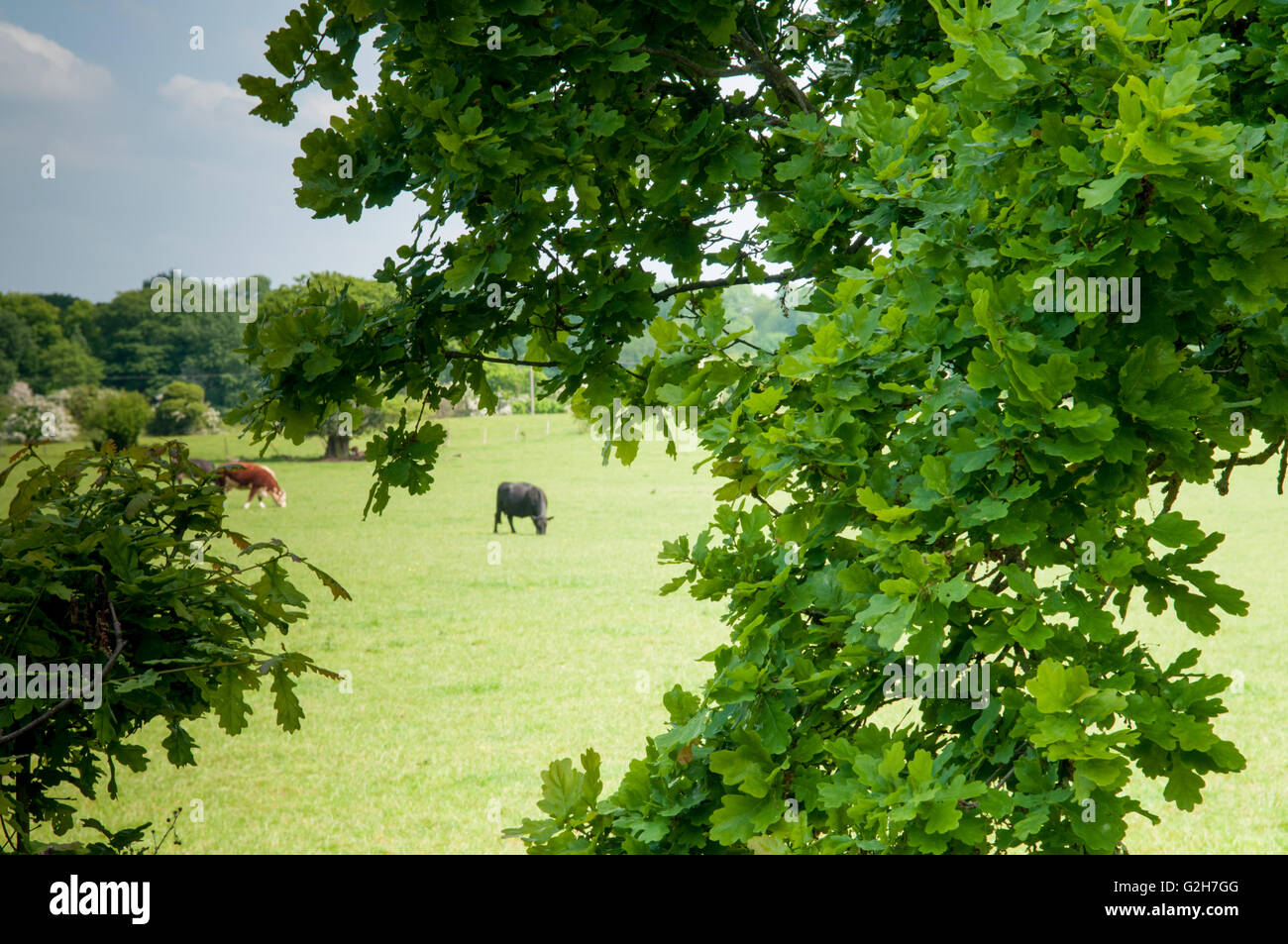 Cows grazing in the pasture on a summers day Stock Photo - Alamy
