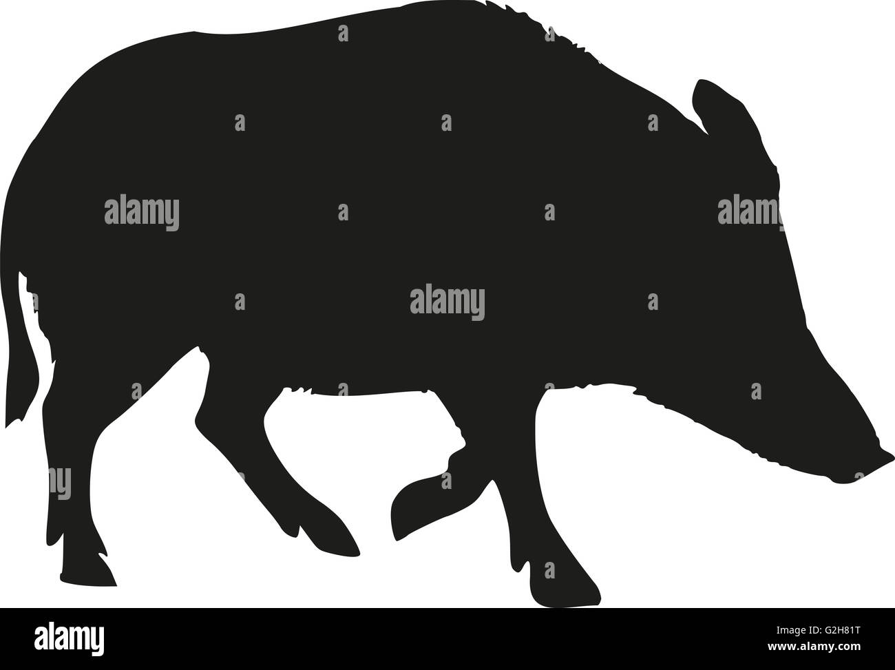 Wild pig silhouette Stock Photo
