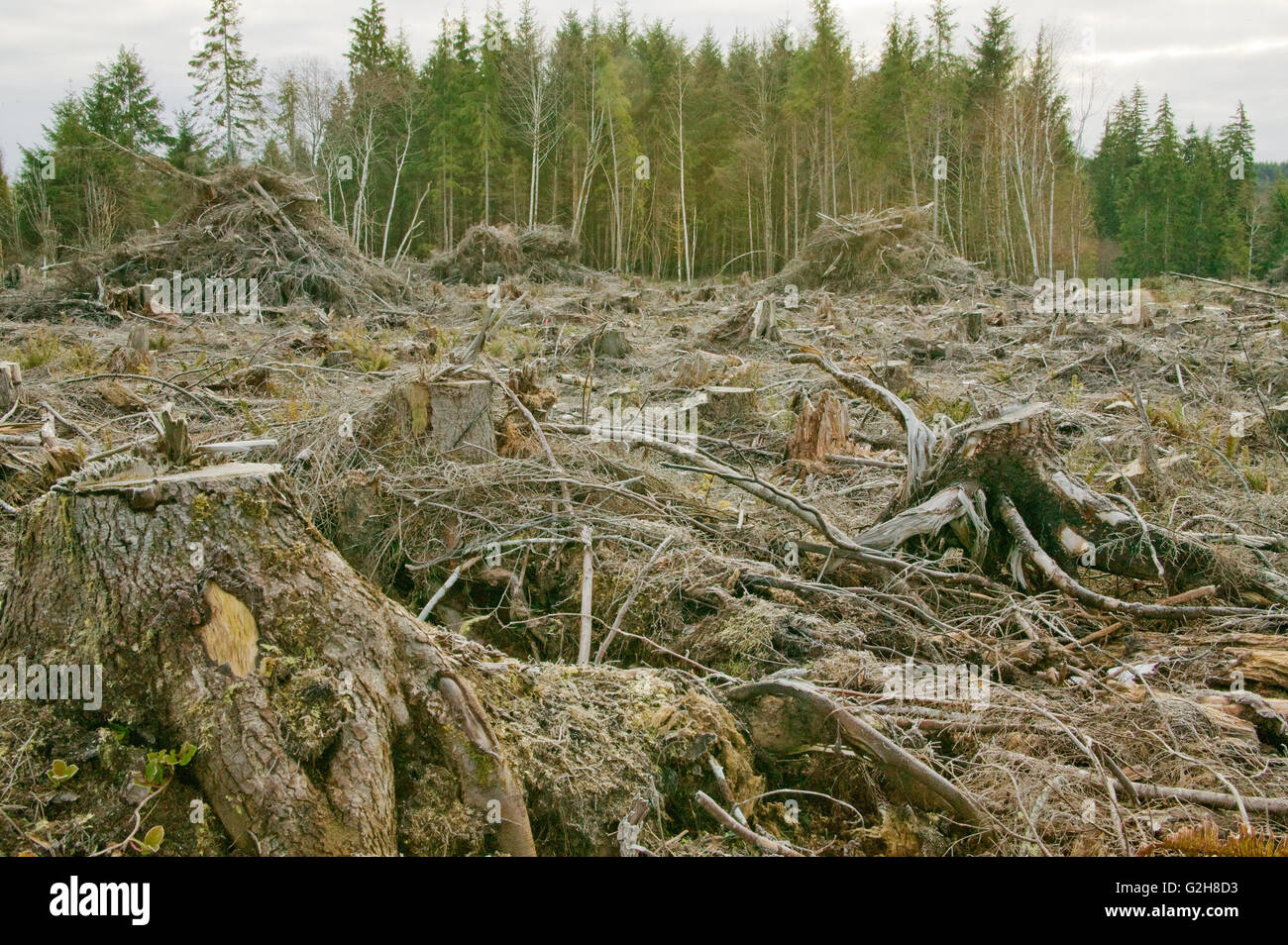 Clear-cut logging and piles of logging debris on the Olympic Penisula in Washington. Stock Photo