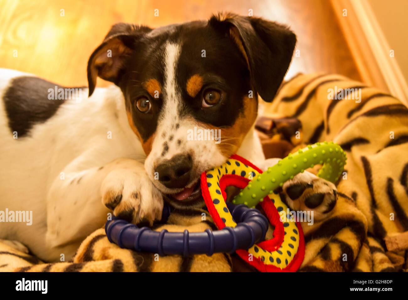 Four month old puppy, Jersey, chewing on appropriate toy, in Issaquah, Washington, USA Stock