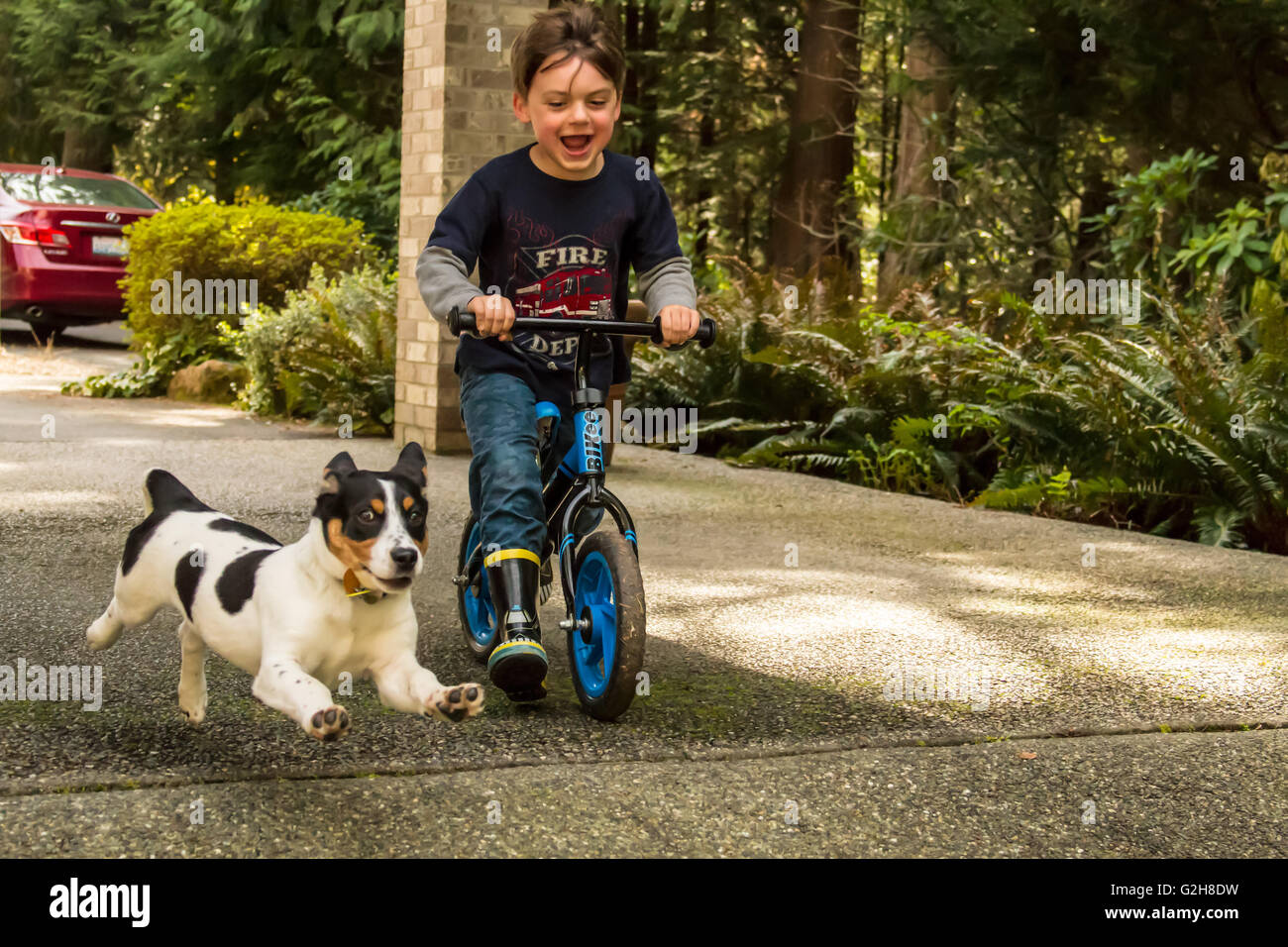 Four year old boy riding bike with his four month old puppy, Jersey, chasing him, in western Washington, USA.  Jersey is a Fox T Stock Photo