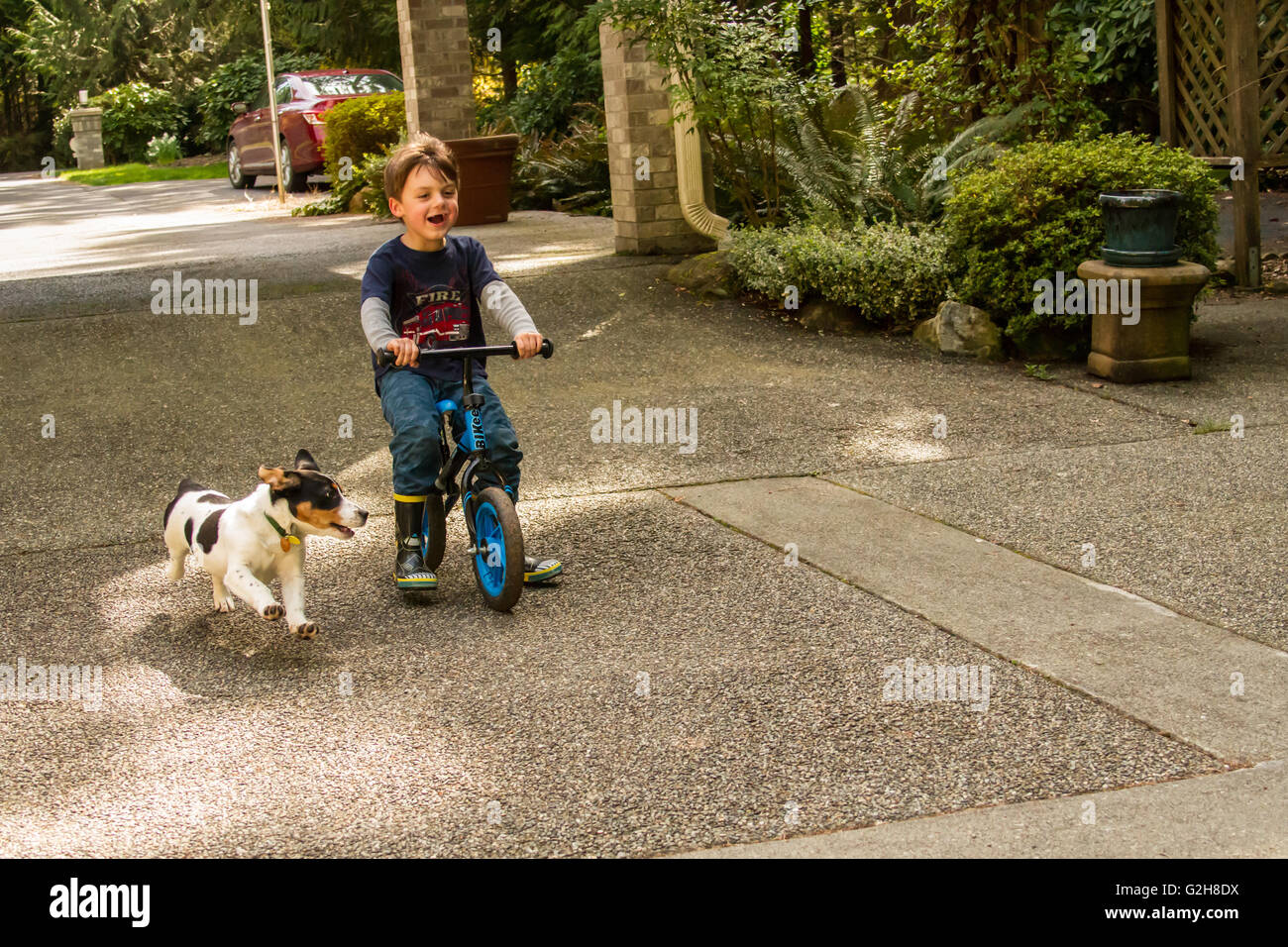 Four year old boy riding bike with his four month old puppy, Jersey, chasing him, in western Washington, USA. Stock Photo