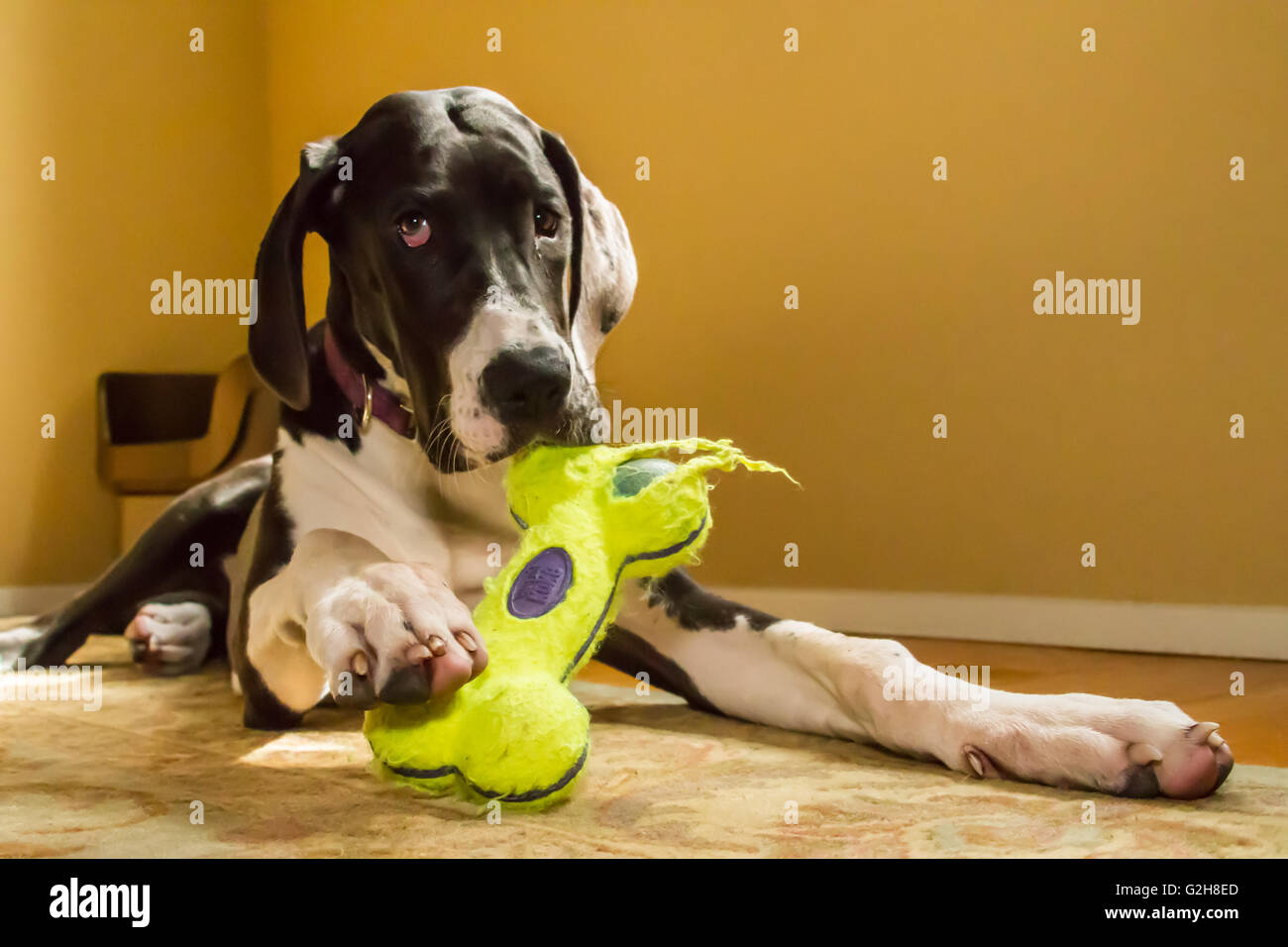 "Ah, the joy of a good chew toy", says six month old Great Dane puppy