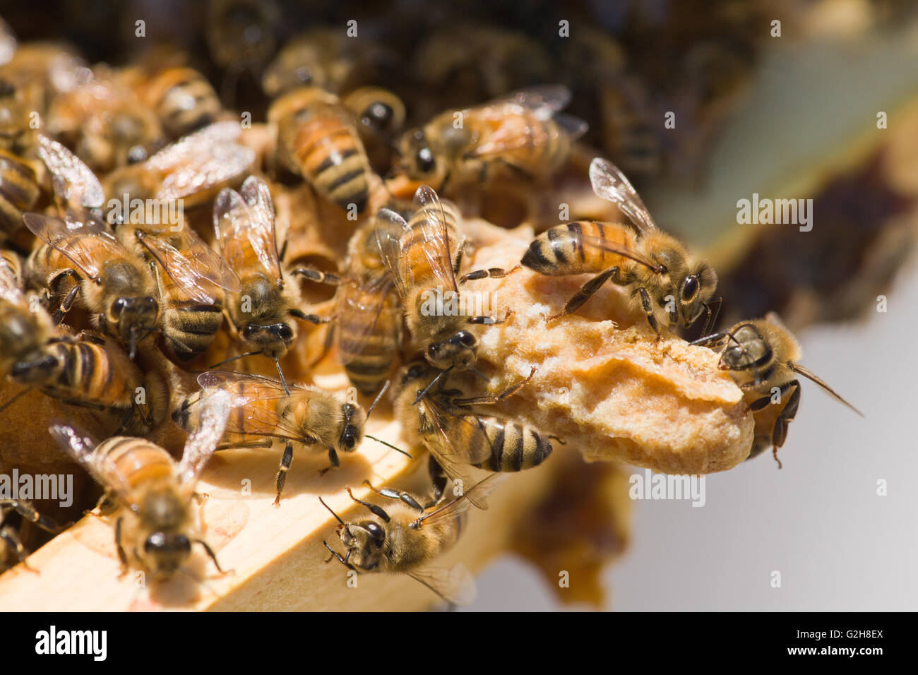 Honeybees on a queen cell, or swarm cell, usually found along the bottom of a frame, which has a new queen growing in it Stock Photo