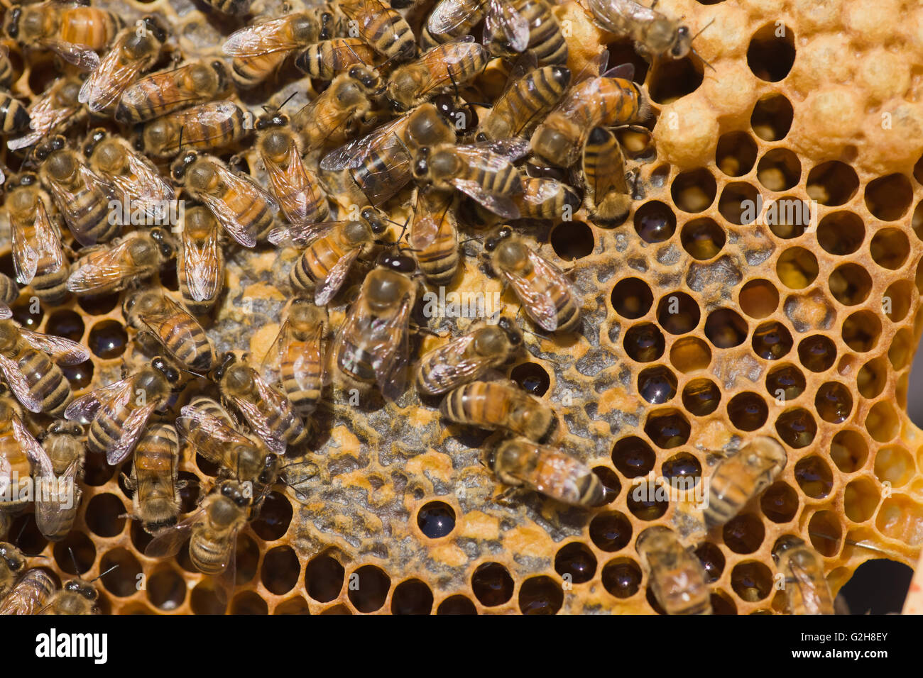 Close-up of frame showing two drone honeybees on the middle of the frame, along with other worker honeybees, honey and pupae Stock Photo