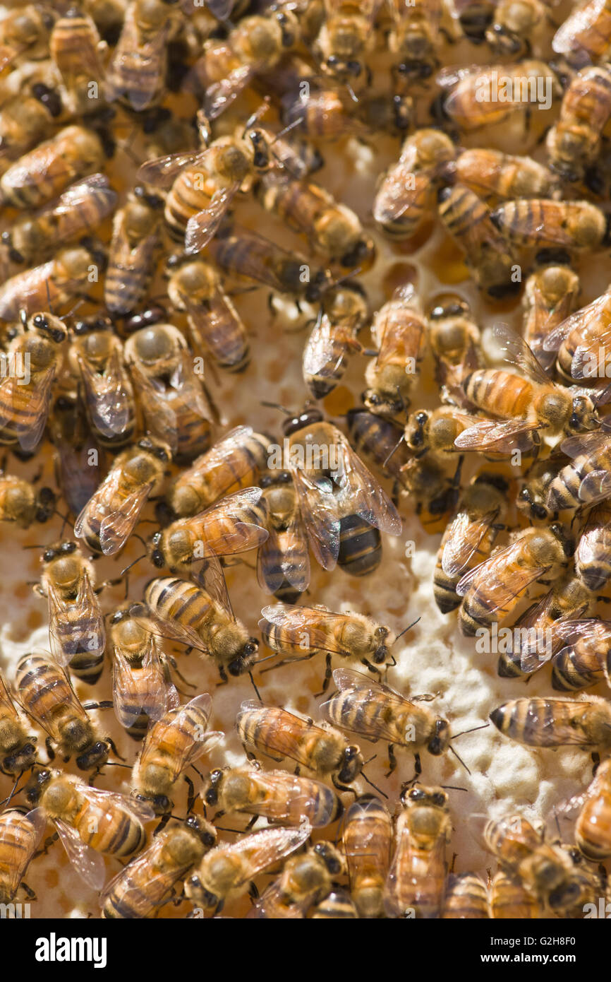 Two drone honeybees on the middle of the frame, along with other worker honeybees in Seattle, Washington, USA. Stock Photo