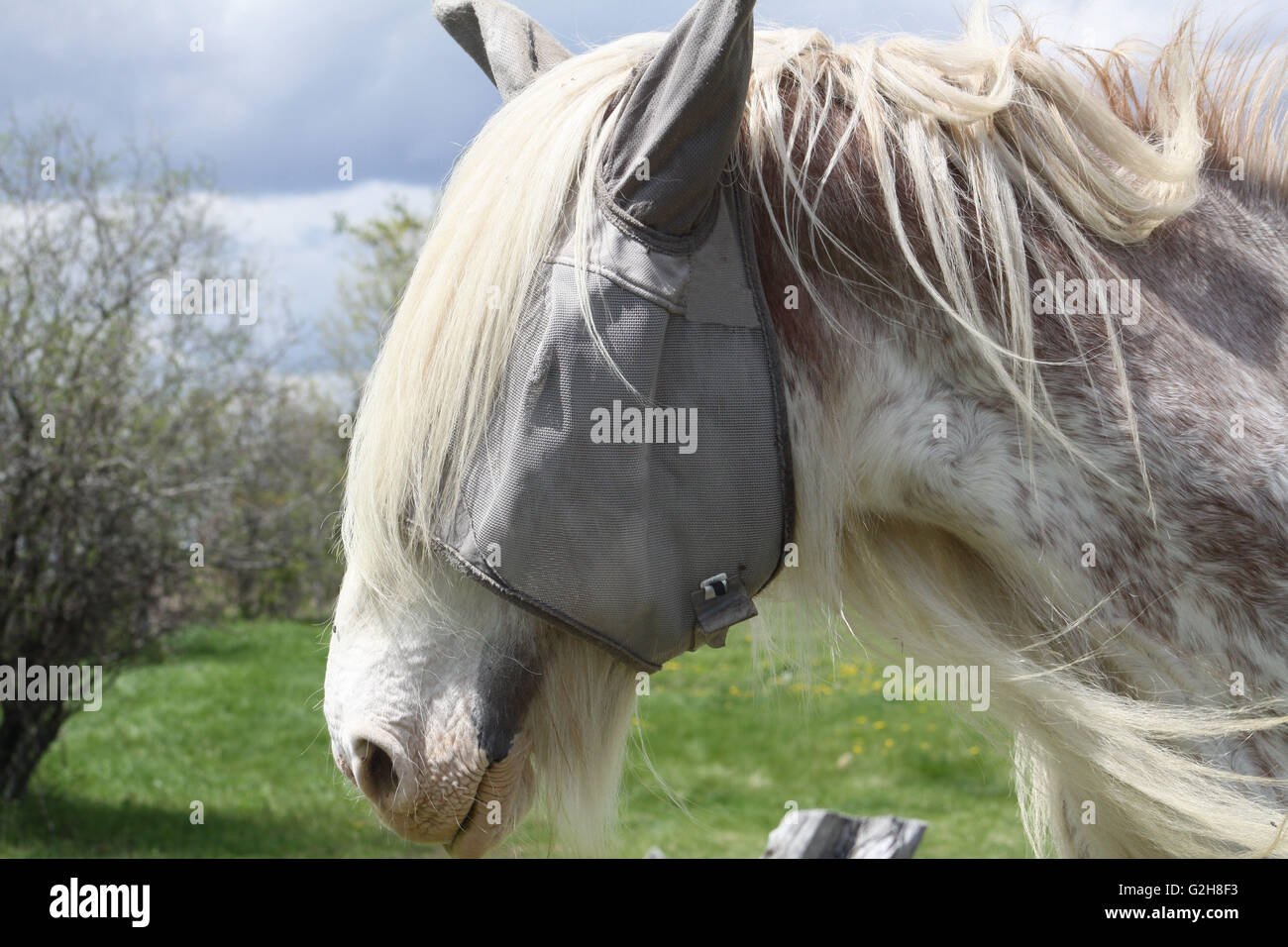 Skinny, white and beige long hair horse wearing an eye sunshade, while