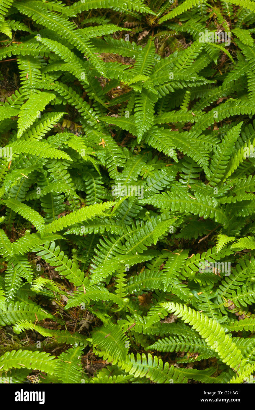 Maidenhair ferns in the Olympic National Forest, Washington, USA Stock Photo