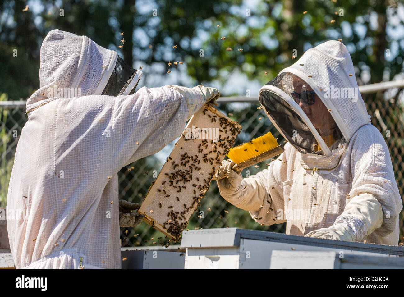 Female beekeeper using a bee brush to brush the bees off of a fully capped frame that is ready for harvesting Stock Photo
