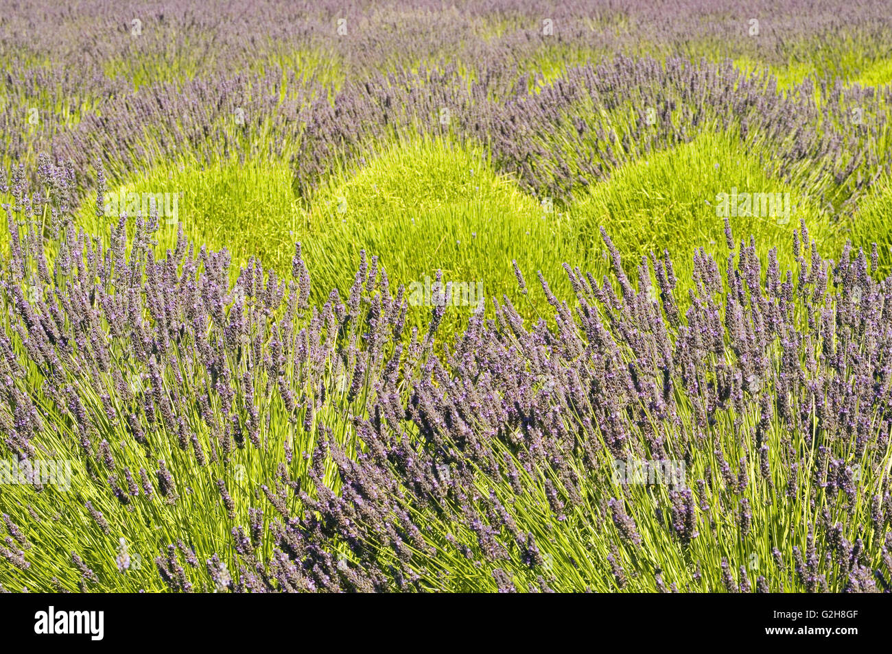 English Lavender (Lavandula angustifolia) at the Pelindaba Lavender