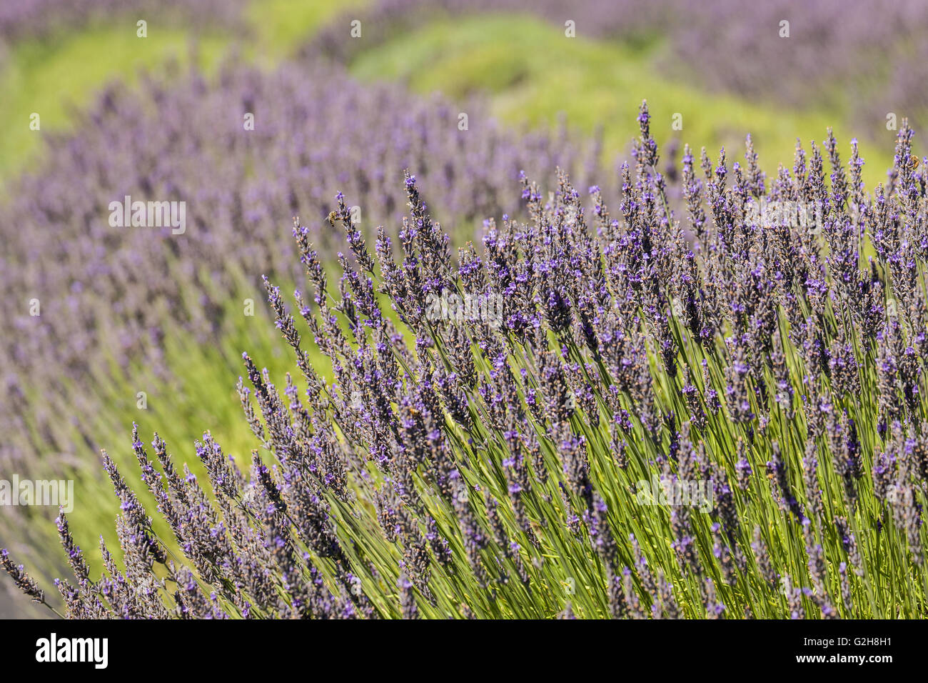 Pelindaba Lavender Farm on San Juan Island, Washington, USA Stock Photo