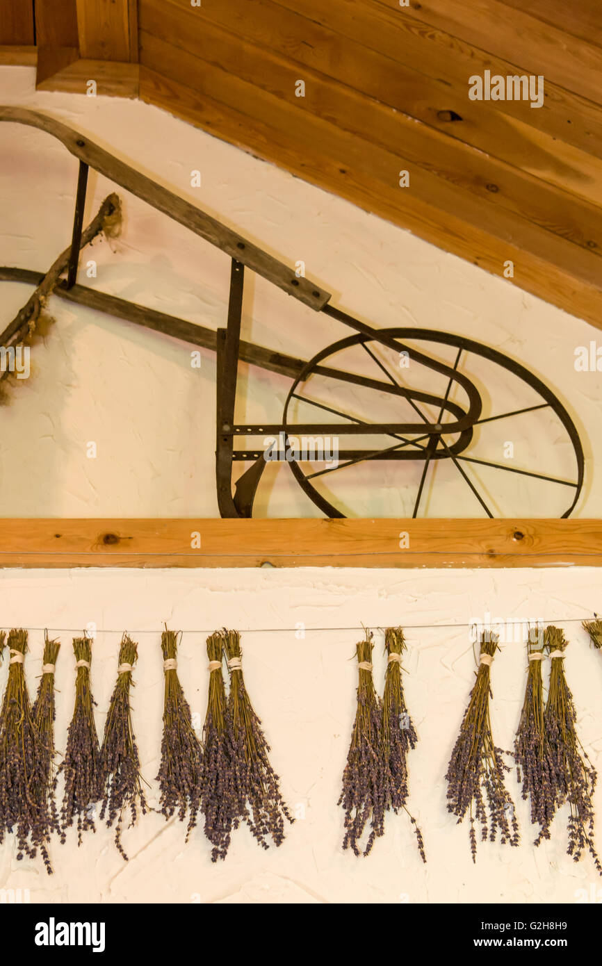 Lavender hung to dry on the wall, with an antique hand plow displayed as well, at Pelindaba Lavender Farm Stock Photo