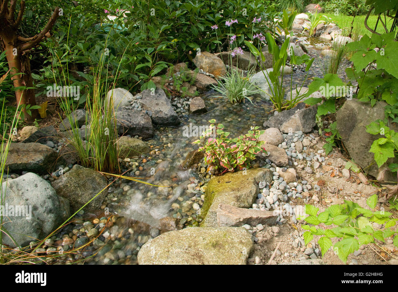Stream with various pond plants, connecting two ponds in a backyard in