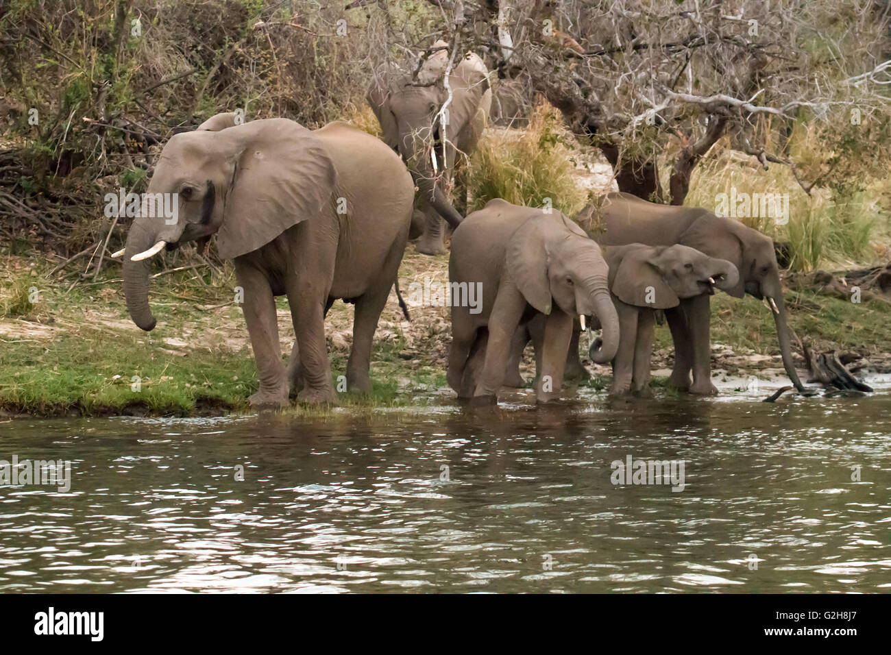 Elephant herd with adults and juveniles drinking from the Zambezi River, Zimbabwe, Africa Stock Photo