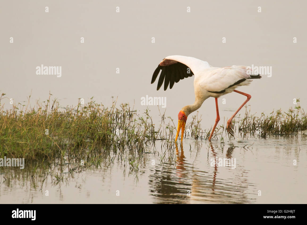 Yellow-billed Stork searching for prey in the water in the Chobe River in Chobe National Park, Botswana, Africa. Stock Photo