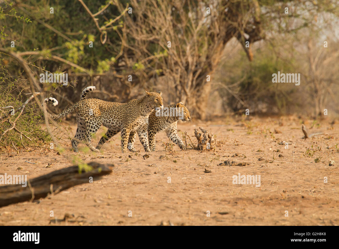 Two Leopards hunting in the morning in Chobe National Park, Botswana, Africa Stock Photo