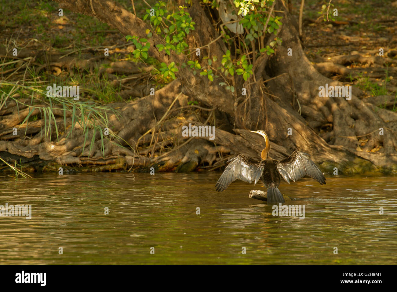 African Darter perched with outspread wings after swimming, in the Chobe River in Chobe National Park, Botswana, Africa Stock Photo