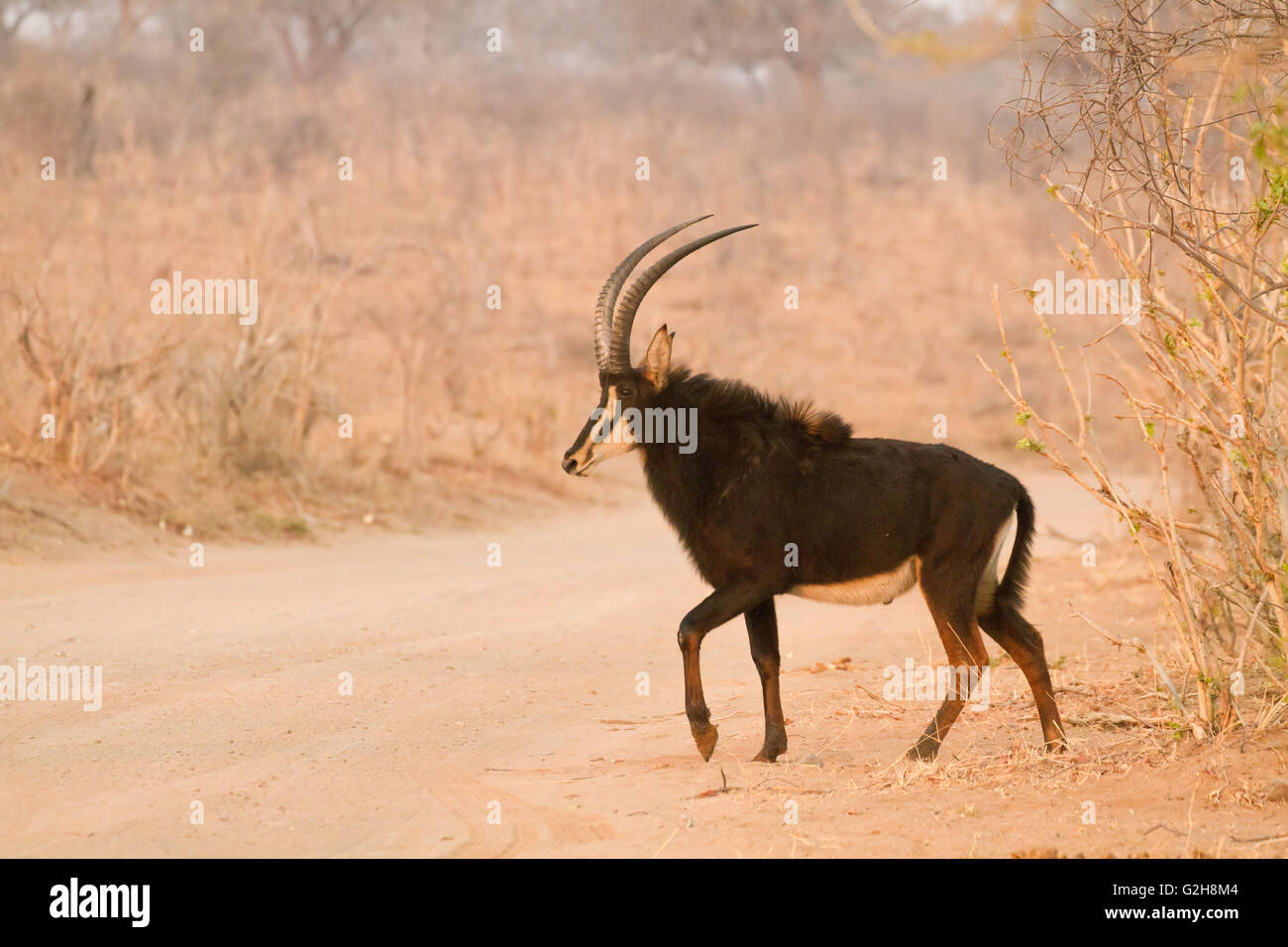 African antelope with curved horns hi-res stock photography and images - Alamy African antelope with curved horns hi-res stock photography and images - Alamy