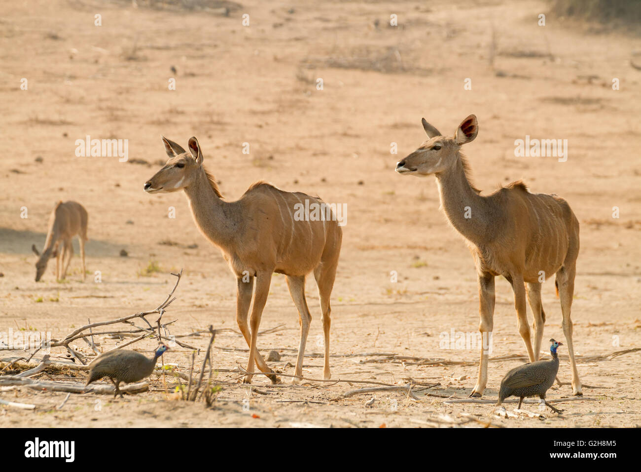 Three Female kudu and two Helmeted Guineafowl walking in Chobe National Park, Botswana, Africa Stock Photo