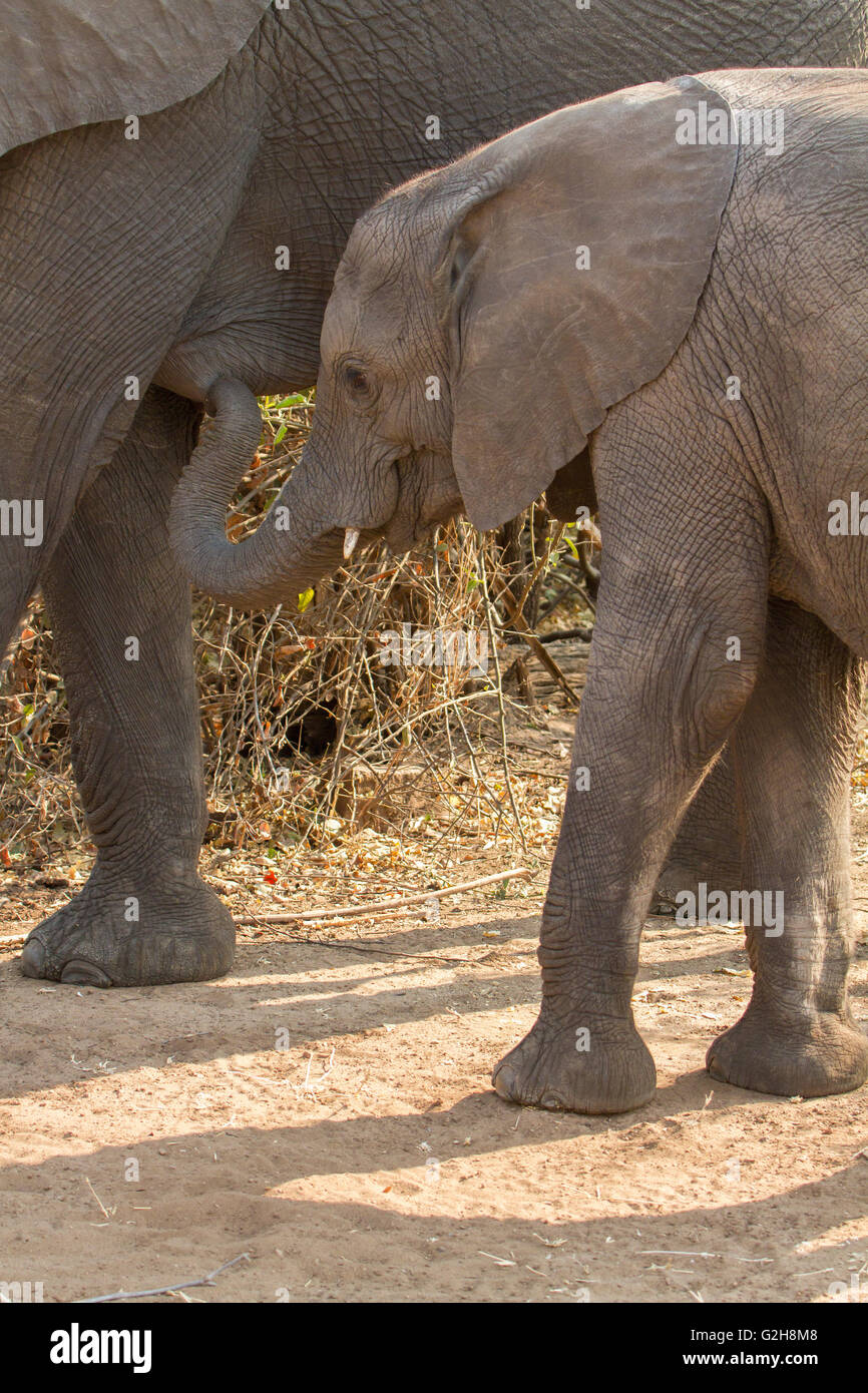 Baby African Elephant nursing from its mother in Chobe National Park, Botswana, Africa Stock
