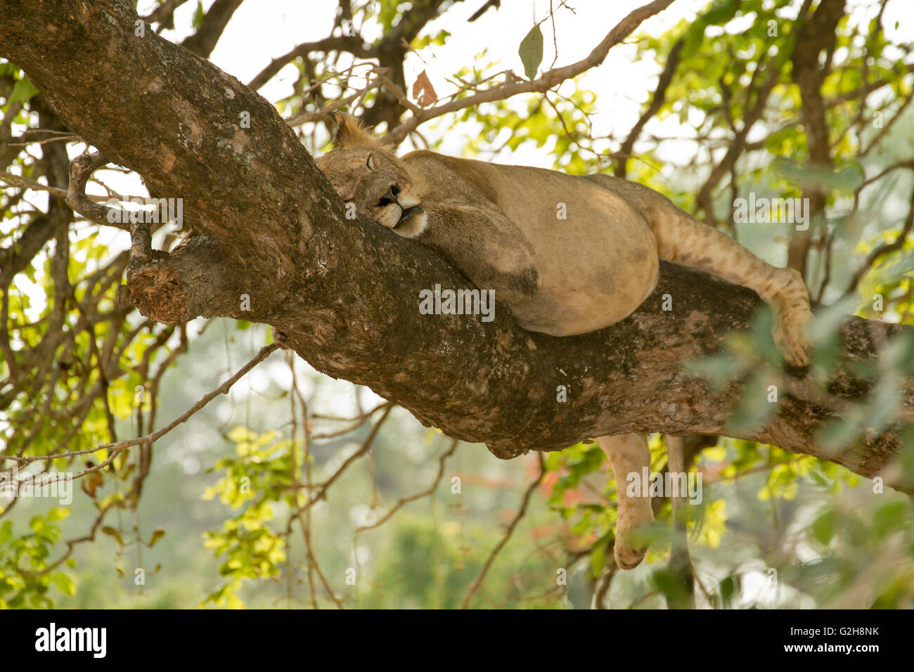 Female lion resting in tree in Lower Zambezi National Park, Zambia, Africa Stock Photo