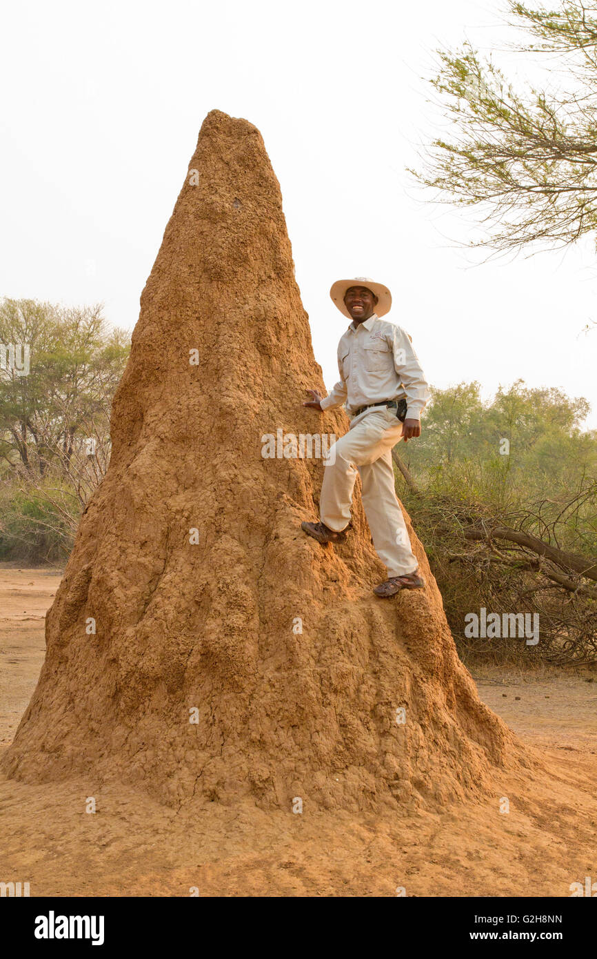 Safari guide man climbing a large termite mound in Lower Zambezi National Park, Zambia, Africa Stock Photo