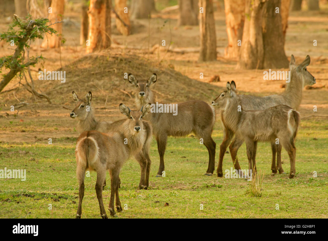 Herd of female waterbucks next to a forest, in Lower Zambezi National Park, Zambia, Africa Stock Photo