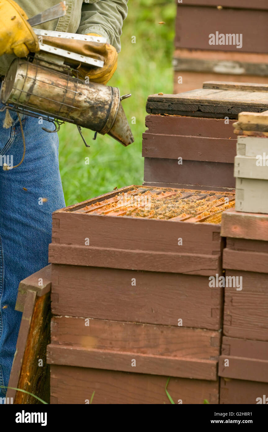 Man using the bee smoker to calm and drive the bees down into the deep super of the hive to eat honey Stock Photo