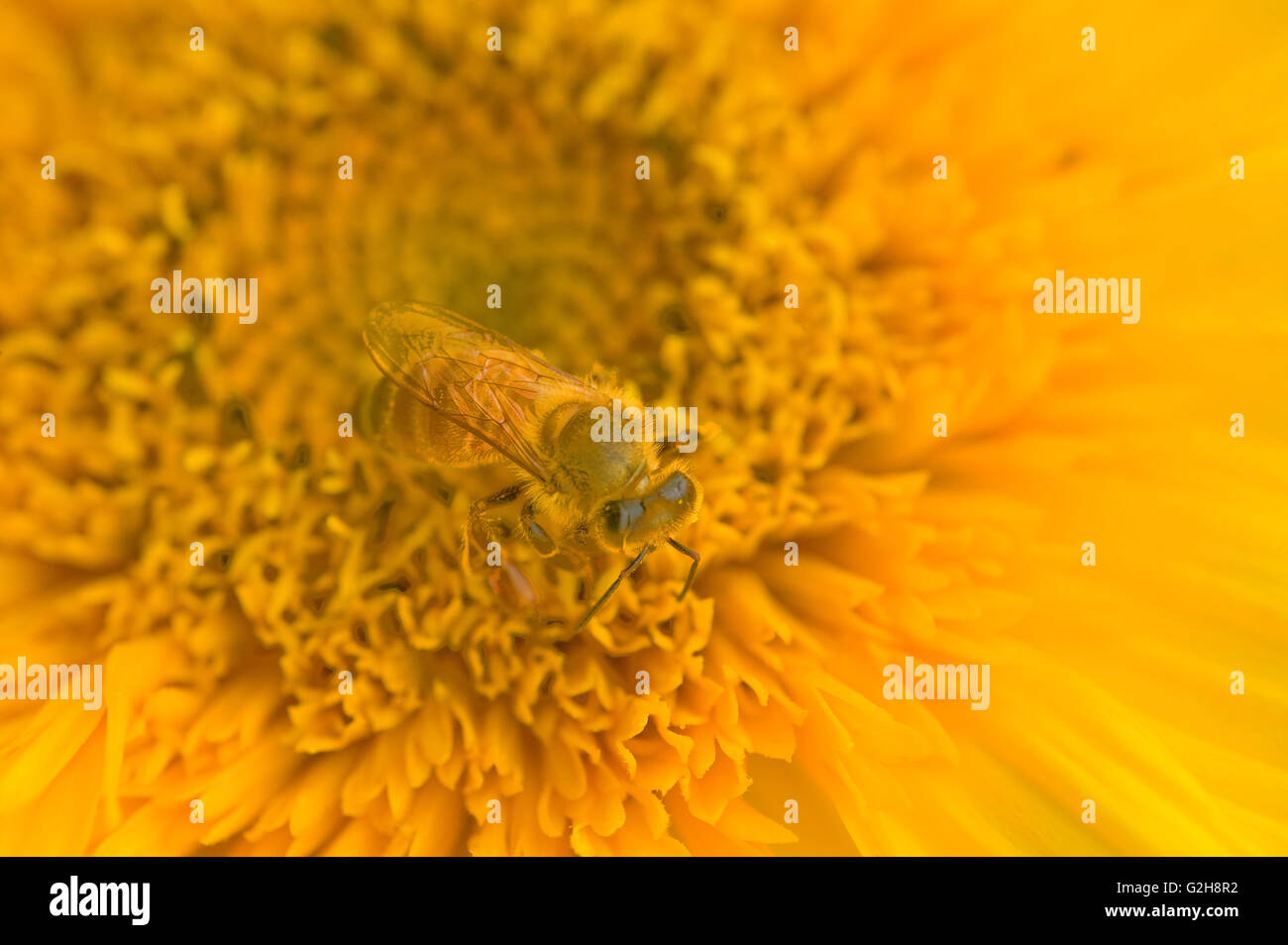 Close-up of a honeybee pollinating a sunflower in Redmond, Washington, USA Stock Photo