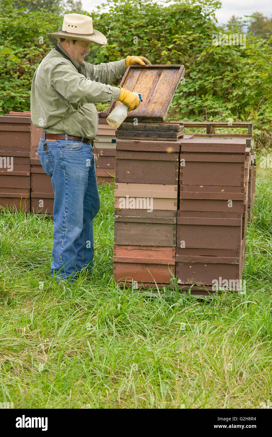 Man using a spray bottle of Beego on the cover to make the bees leave the top part of the hive and go down into the deep super Stock Photo