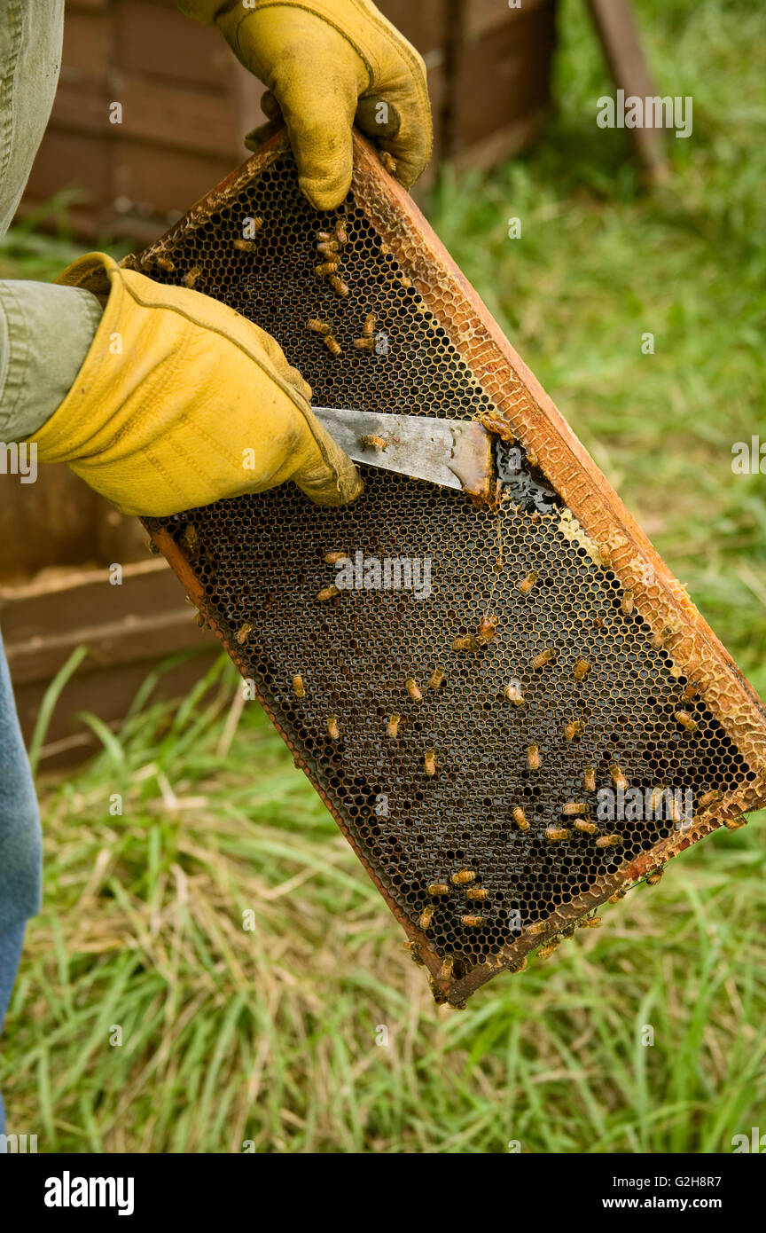 Man showing a frame full of honey, poking it with his hive tool, to show the honey, covered by honeybees Stock Photo