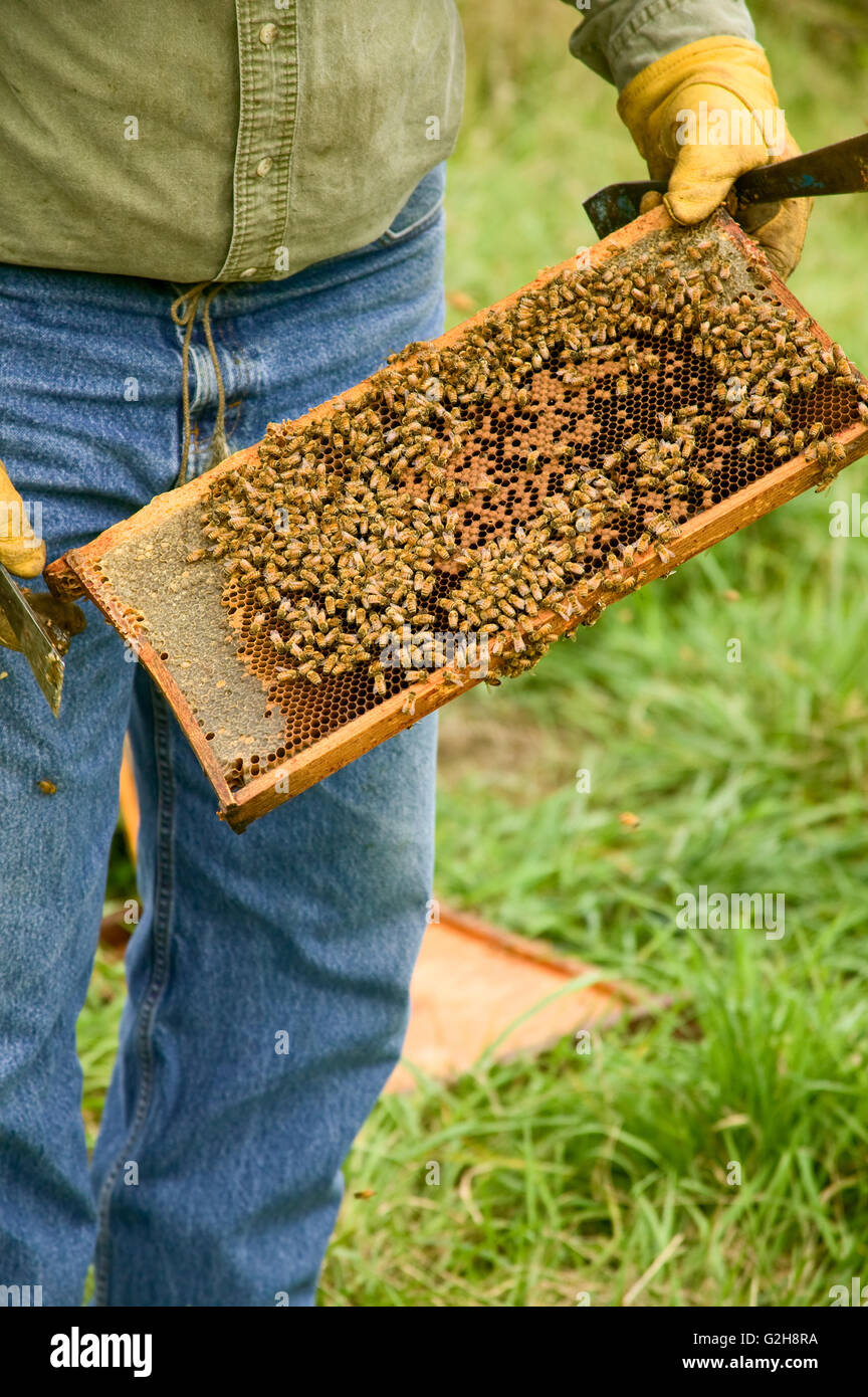 Man checking the health of the honey in a frame in the deep super which will stay with the bees in Redmond, Washington, USA Stock Photo