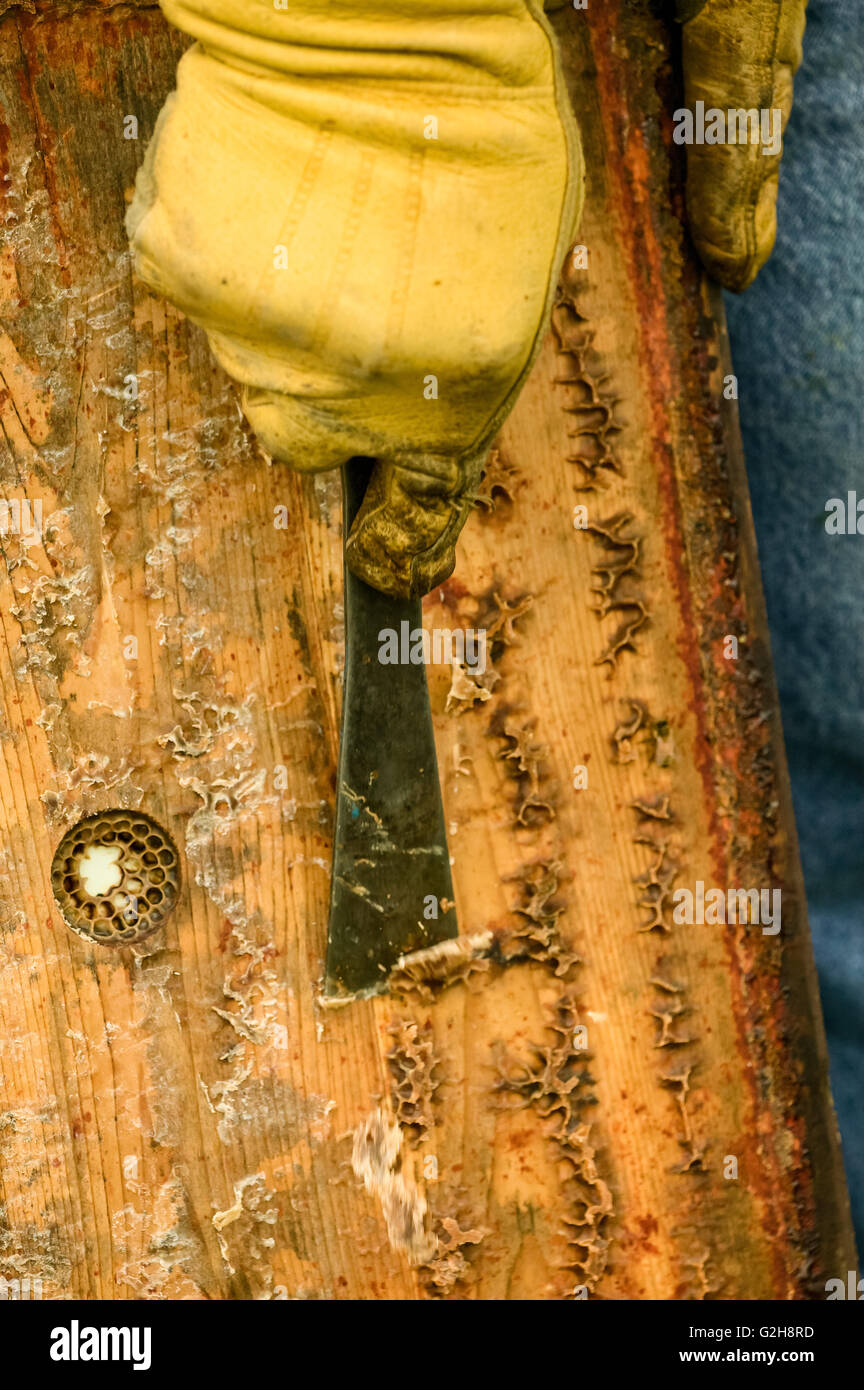 Man scraping the beeswax using a hive tool off of the cover Stock Photo