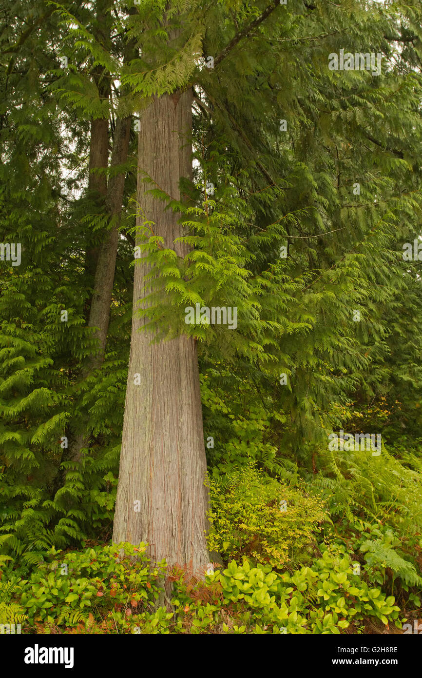 Western Red Cedar tree in Squak Mountain State Park near Issaquah
