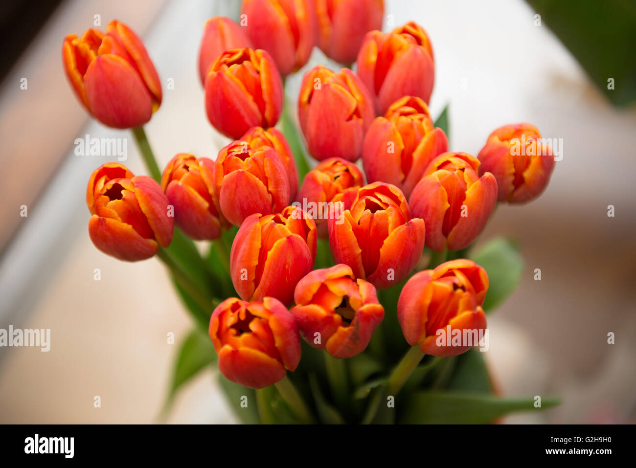 TULIPS,FLOWERS Stock Photo