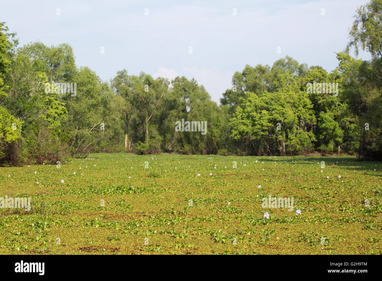 Salvinia and Water Hyacinth (Eichhornia crassipes) completely covering the water surface in Atchafalaya Swamp Stock Photo
